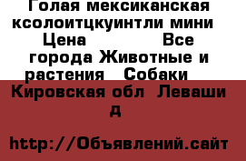 Голая мексиканская ксолоитцкуинтли мини › Цена ­ 20 000 - Все города Животные и растения » Собаки   . Кировская обл.,Леваши д.